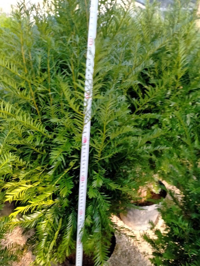 红豆杉自产自销基地直销
