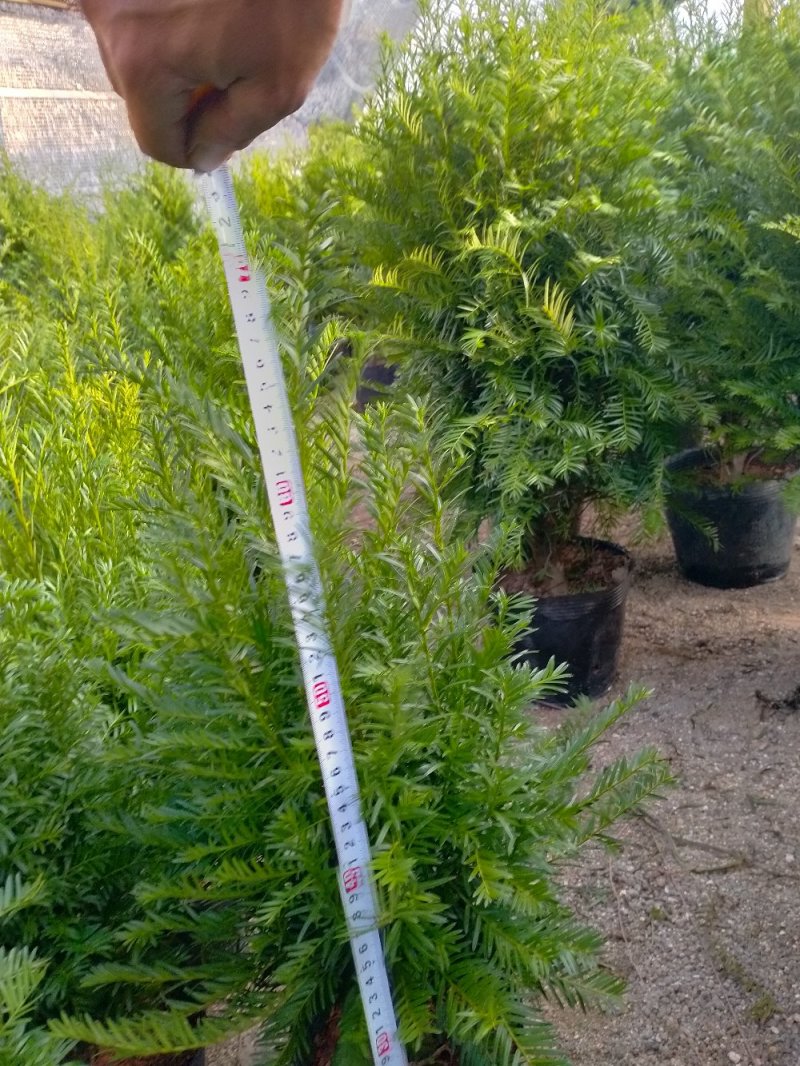 红豆杉自产自销基地直销