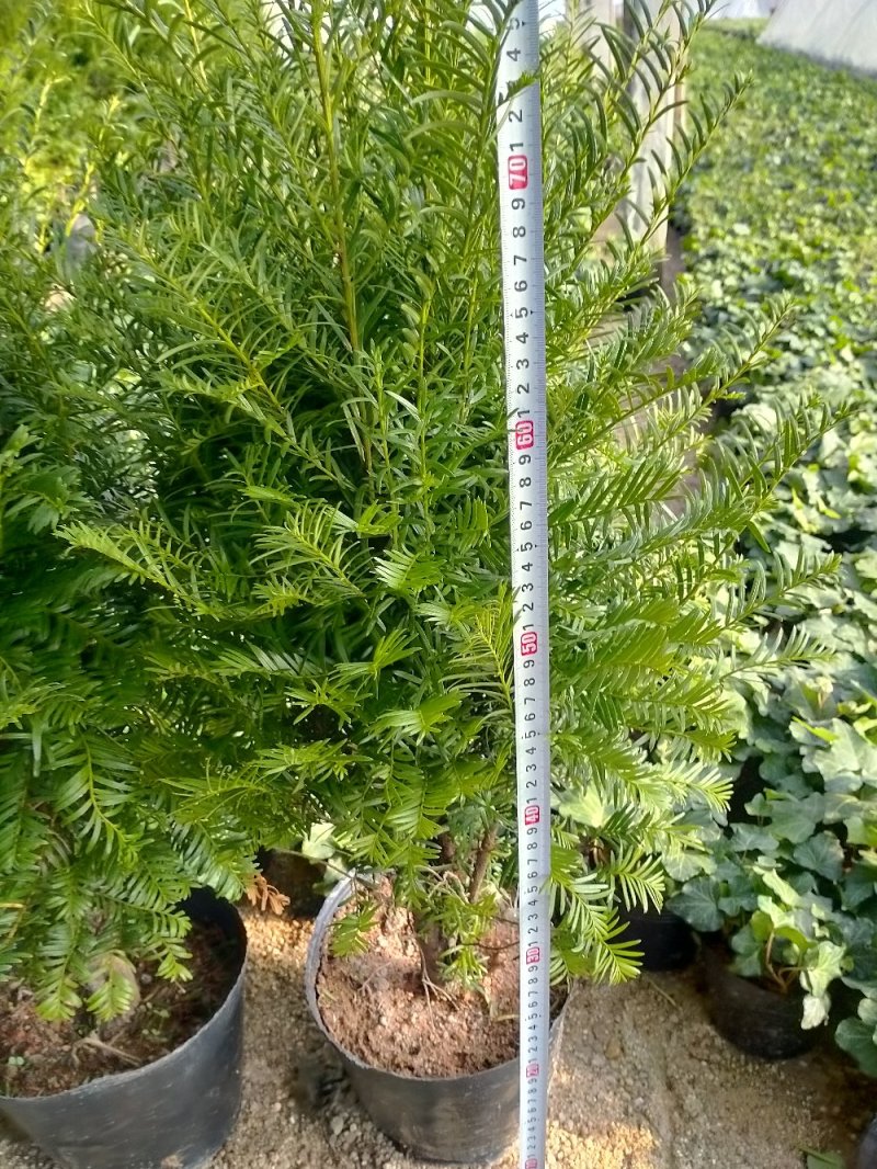 红豆杉自产自销基地直销