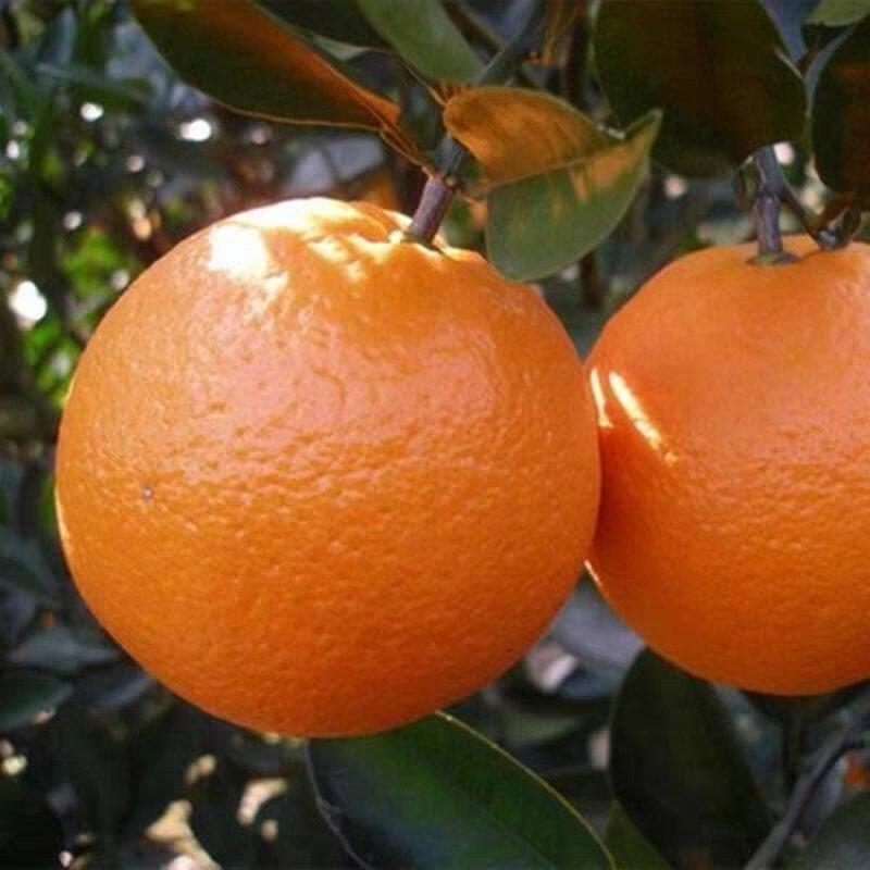 【热卖橙子树苗】纽荷尔脐橙血橙苗根系发达南北方种植苗