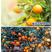 【热卖橙子树苗】纽荷尔脐橙血橙苗根系发达南北方种植苗
