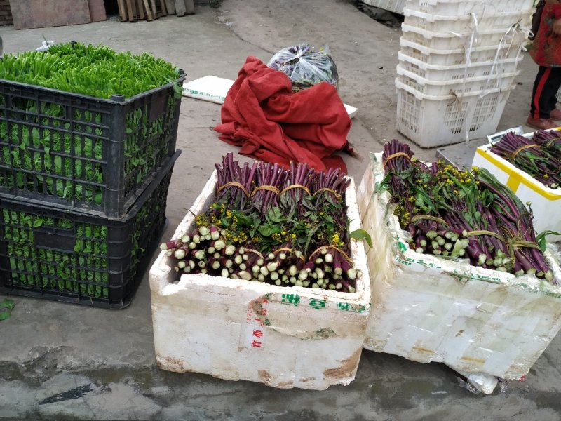 红菜苔威远精品红菜苔，一手货源，提供一条龙服务。