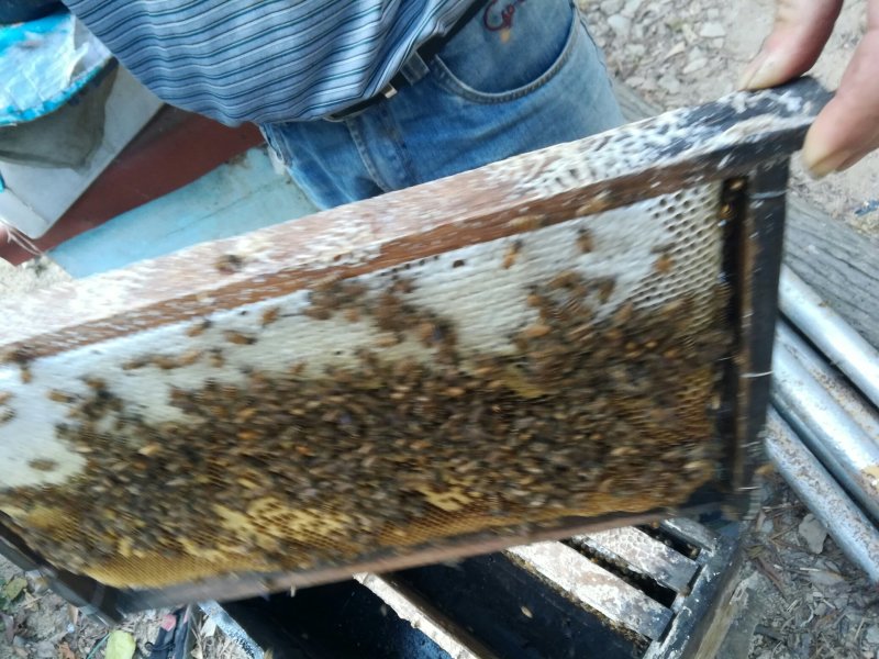 【有好货】冬蜜成熟冬蜜无添加光泽透明香气宜人滋味甜润口感细腻