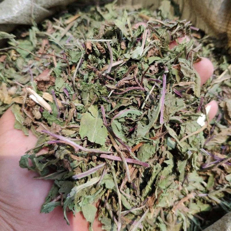 中药材蒲公英根整棵/切碎野生正品蒲公英量大从优