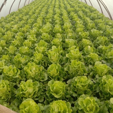 生菜