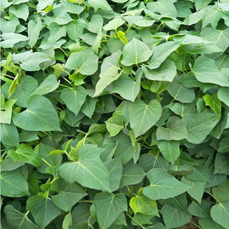 脱毒烟薯29红薯苗、高淀粉红薯苗、烟台市农科院受权单位。