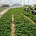 脱毒烟薯29红薯苗、高淀粉红薯苗、烟台市农科院受权单位。