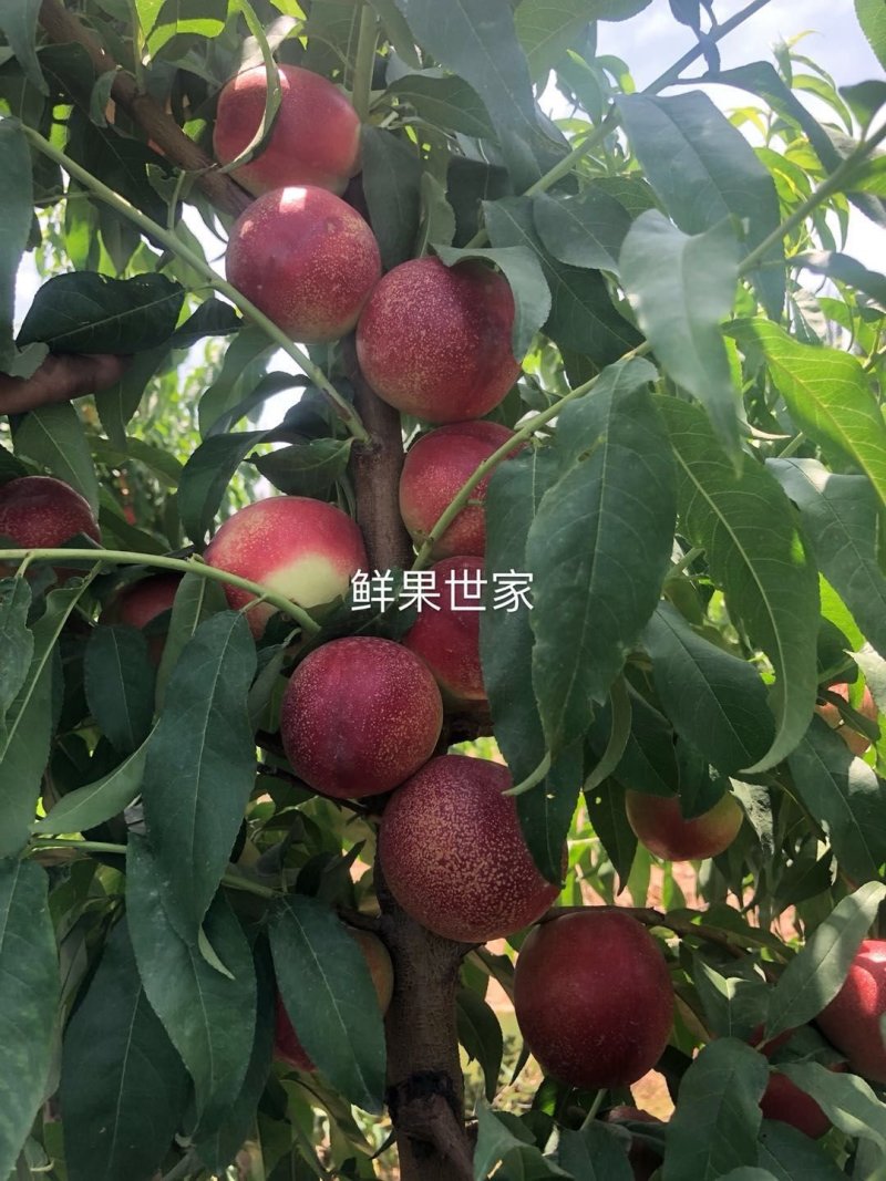澳洲桃驳李/麻油桃/新疆麻油桃/