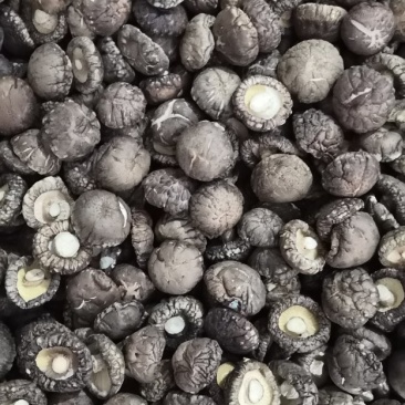 干香菇纯面菇：河南春栽分级成品烤菇批发价包邮。