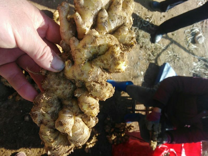 大黄姜基地。有大量生姜批发价格优惠。质量保证欢迎咨询！