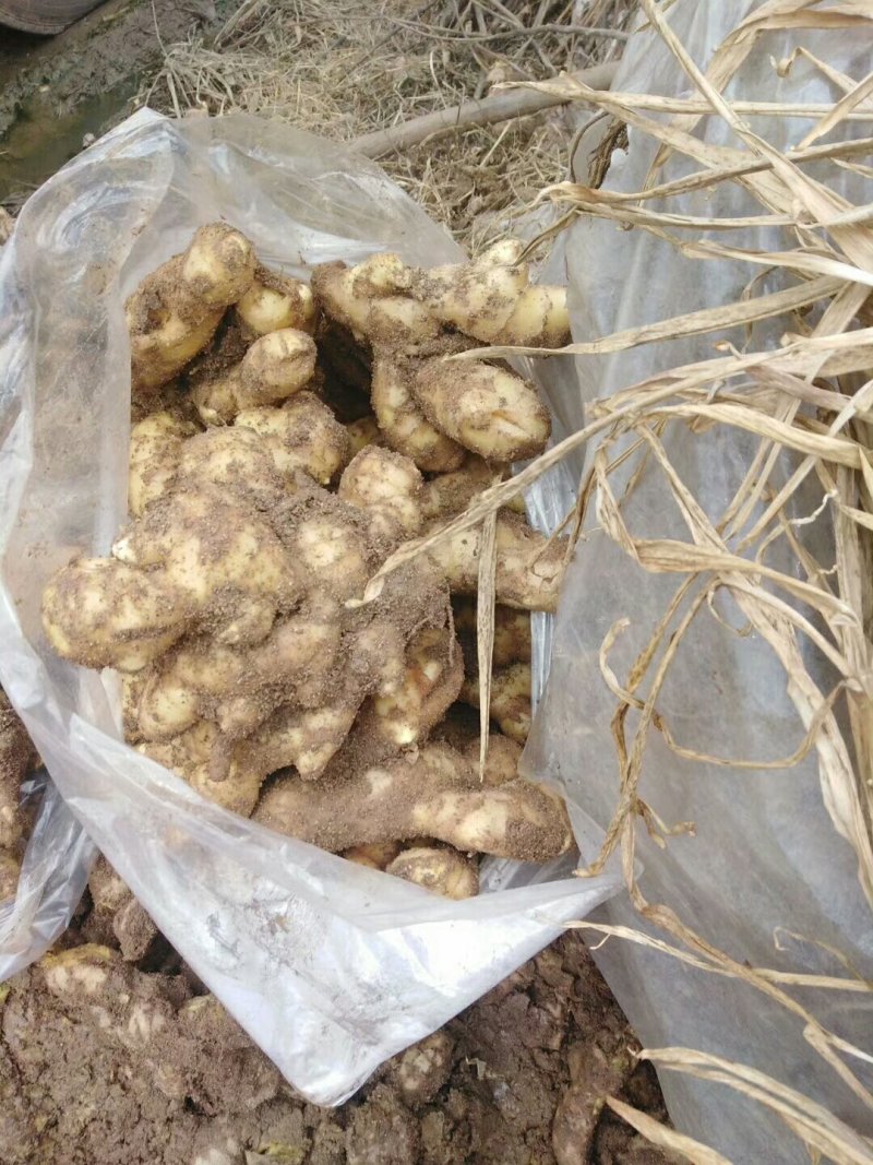 大黄姜基地。有大量生姜批发价格优惠。质量保证欢迎咨询！