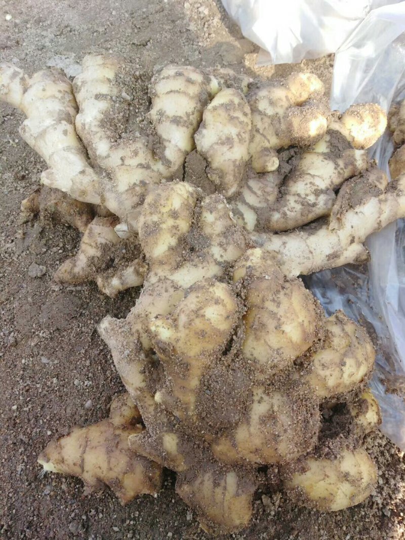 大黄姜基地。有大量生姜批发价格优惠。质量保证欢迎咨询！