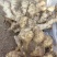 大黄姜基地。有大量生姜批发价格优惠。质量保证欢迎咨询！