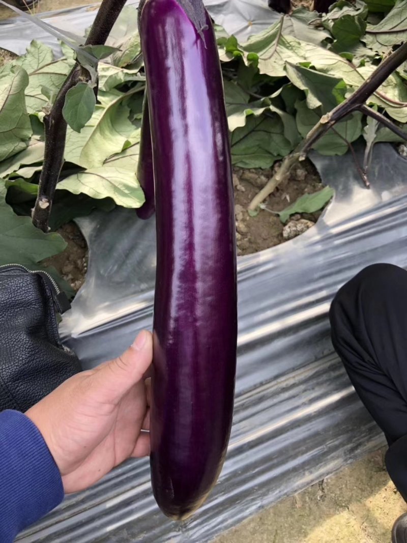 大量出售高产，长茄苗，圆茄苗，提供技术指导，