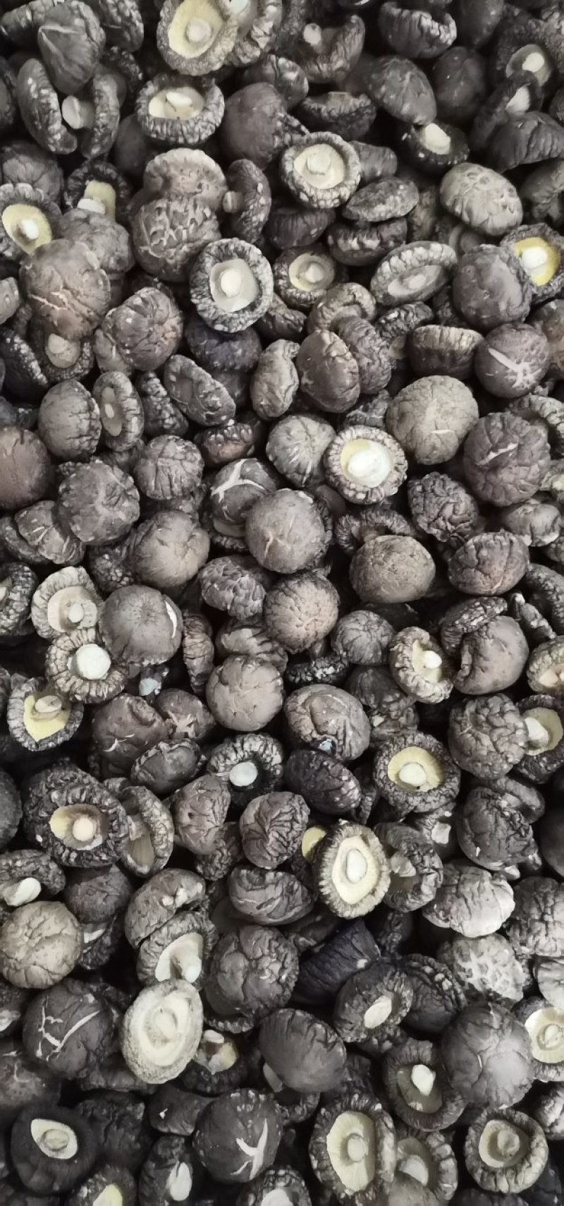 （干香菇）河南产地春栽2到5公分成品分级光面菇，包邮。