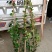 【聚便宜】风车茉莉花苗四季不落叶爬藤植物络石藤攀爬盆栽
