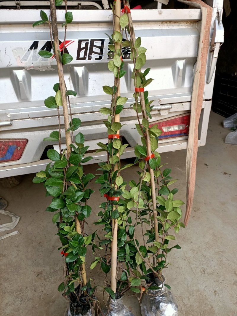 【聚便宜】风车茉莉花苗四季不落叶爬藤植物络石藤攀爬盆栽