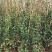 【聚便宜】风车茉莉花苗四季不落叶爬藤植物络石藤攀爬盆栽