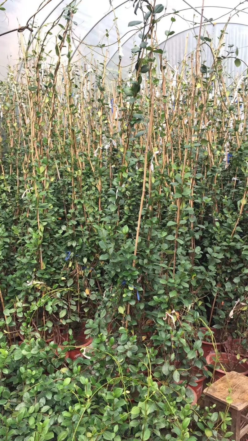 【聚便宜】风车茉莉花苗四季不落叶爬藤植物络石藤攀爬盆栽