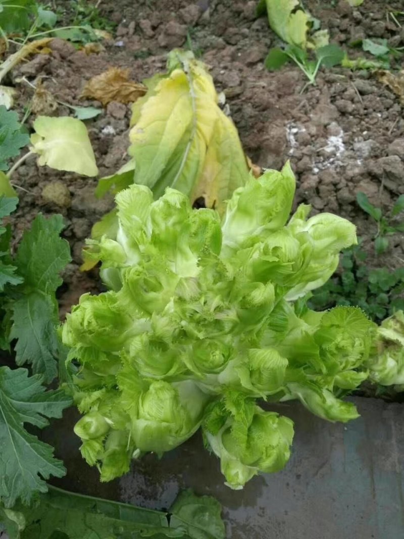 四川基地大量供应儿菜，抱儿菜，娃娃菜，小心儿菜，大心儿菜