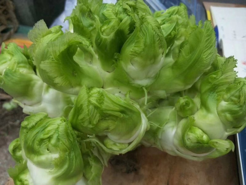 四川基地大量供应儿菜，抱儿菜，娃娃菜，小心儿菜，大心儿菜