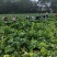 四川基地大量供应儿菜，抱儿菜，娃娃菜，小心儿菜，大心儿菜
