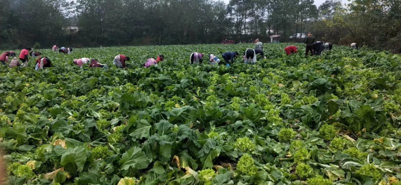 四川基地大量供应儿菜，抱儿菜，娃娃菜，小心儿菜，大心儿菜
