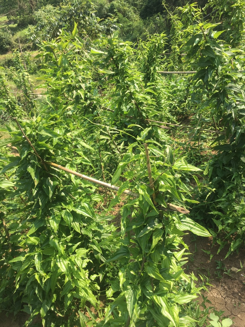 百部种子红花对叶大百部种子一手货源免费教播种