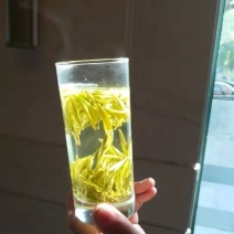 龙井早黄茶苗，冬苗，夏苗，量大优惠，欢迎咨询