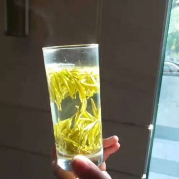 龙井早黄茶苗，冬苗，夏苗，量大优惠，欢迎咨询