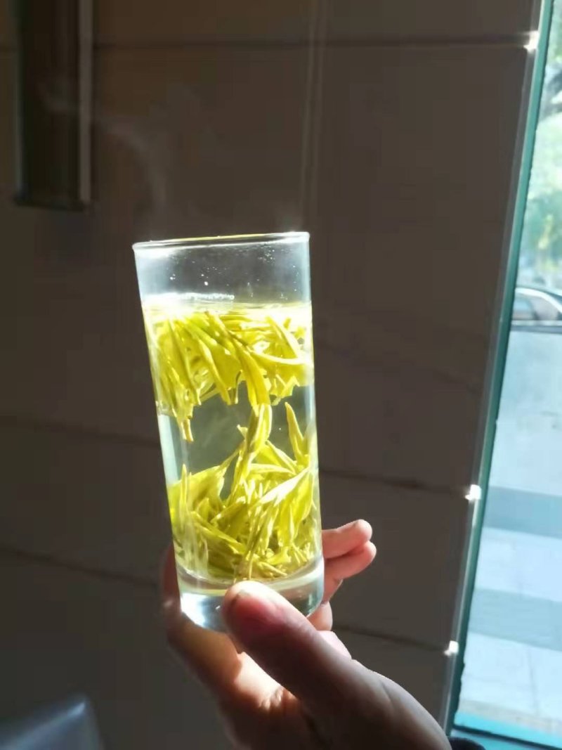 龙井早黄茶苗，冬苗，夏苗，量大优惠，欢迎咨询
