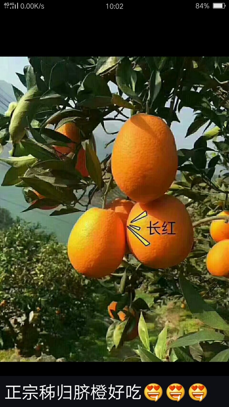 三峡脐橙