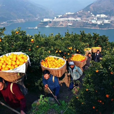 三峡脐橙