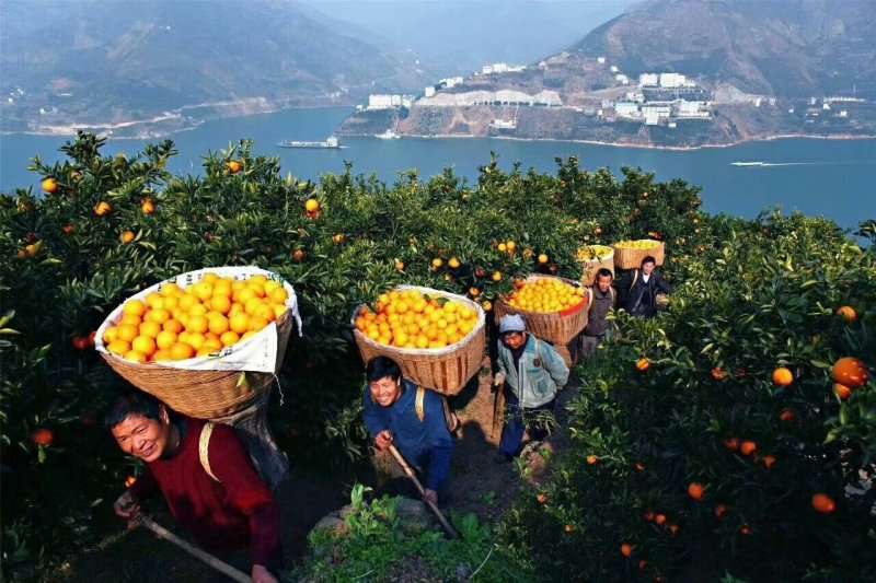 三峡脐橙