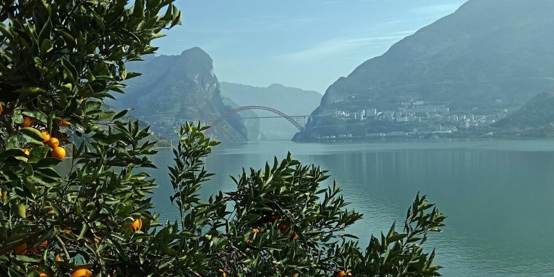 三峡脐橙
