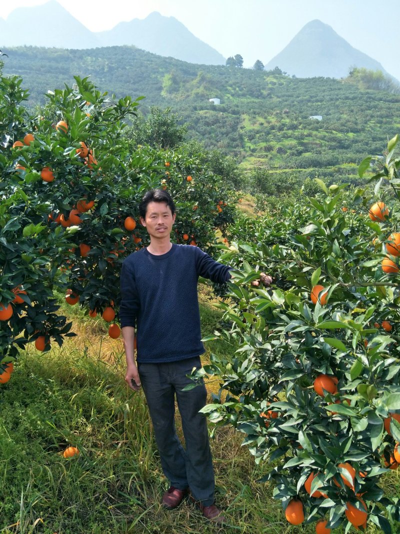 三峡脐橙