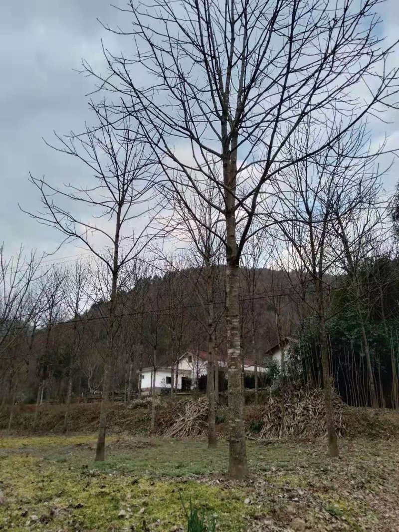 七叶树