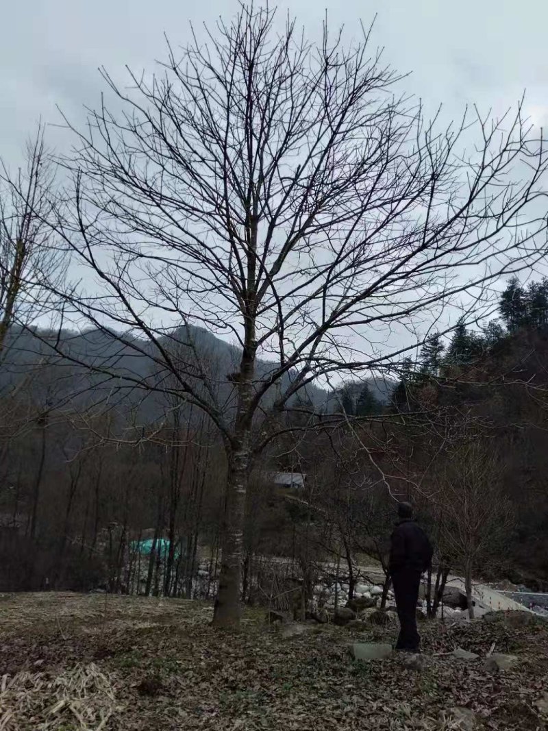 七叶树
