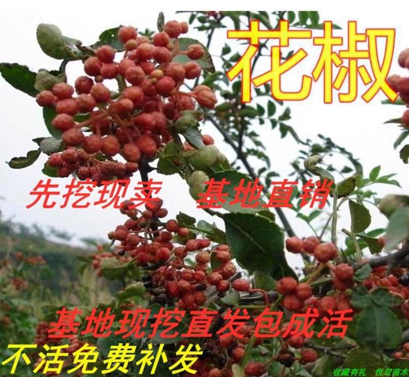 （热销）大红袍花椒树苗嫁接苗优质苗南北方种植根系发达