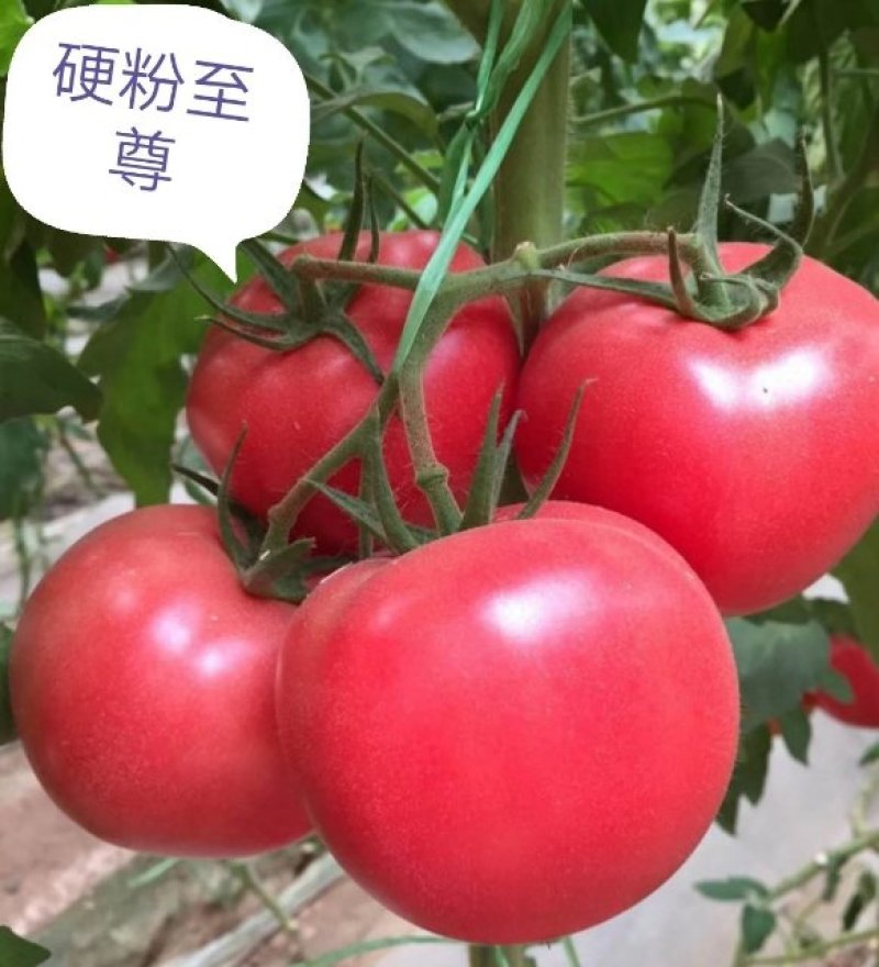 高产西红柿苗，抗病强产量高，早熟，口感好，