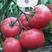 高产西红柿苗，抗病强产量高，早熟，口感好，