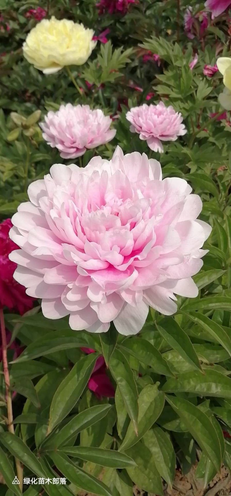 菏泽正宗观赏芍药，基地直销一手货源！量大从优！