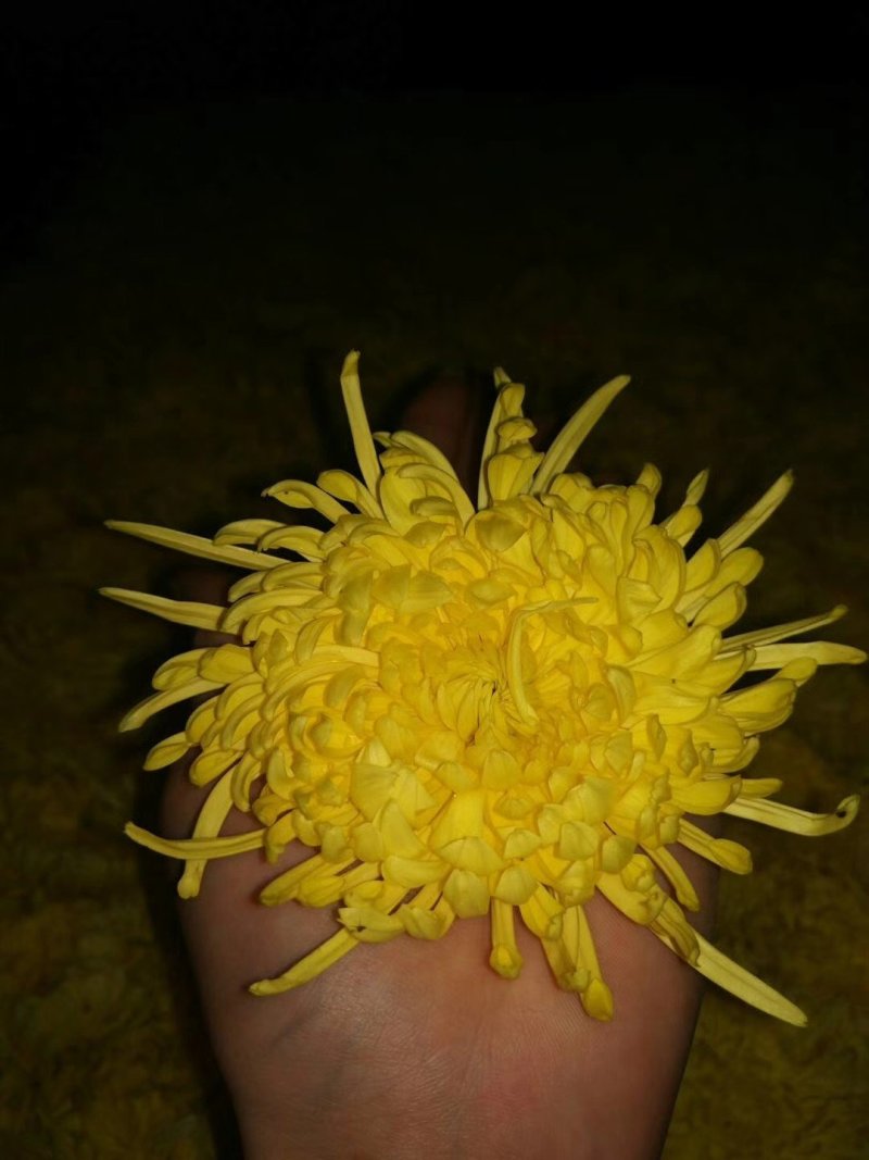 自家种植金丝皇菊