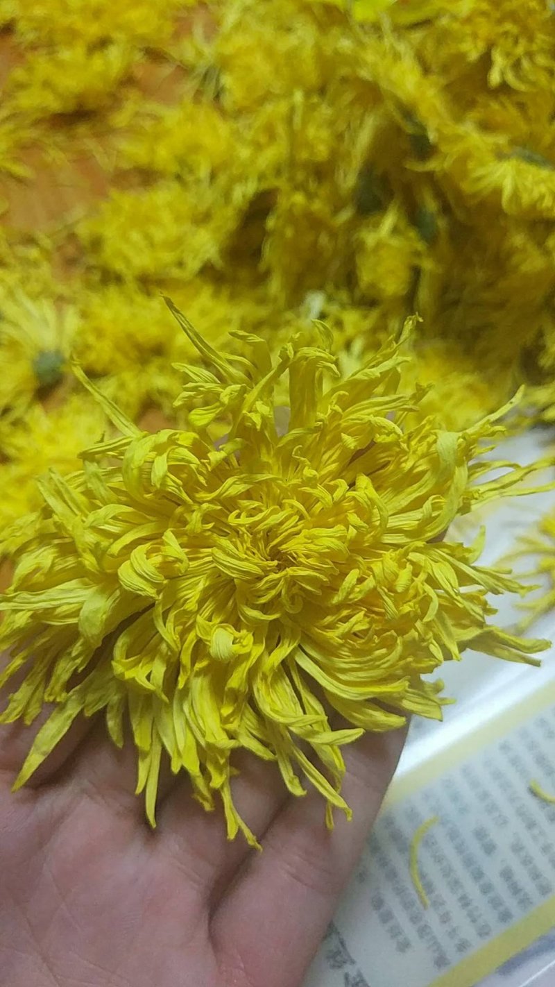 自家种植金丝皇菊