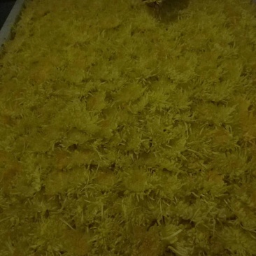 自家种植金丝皇菊
