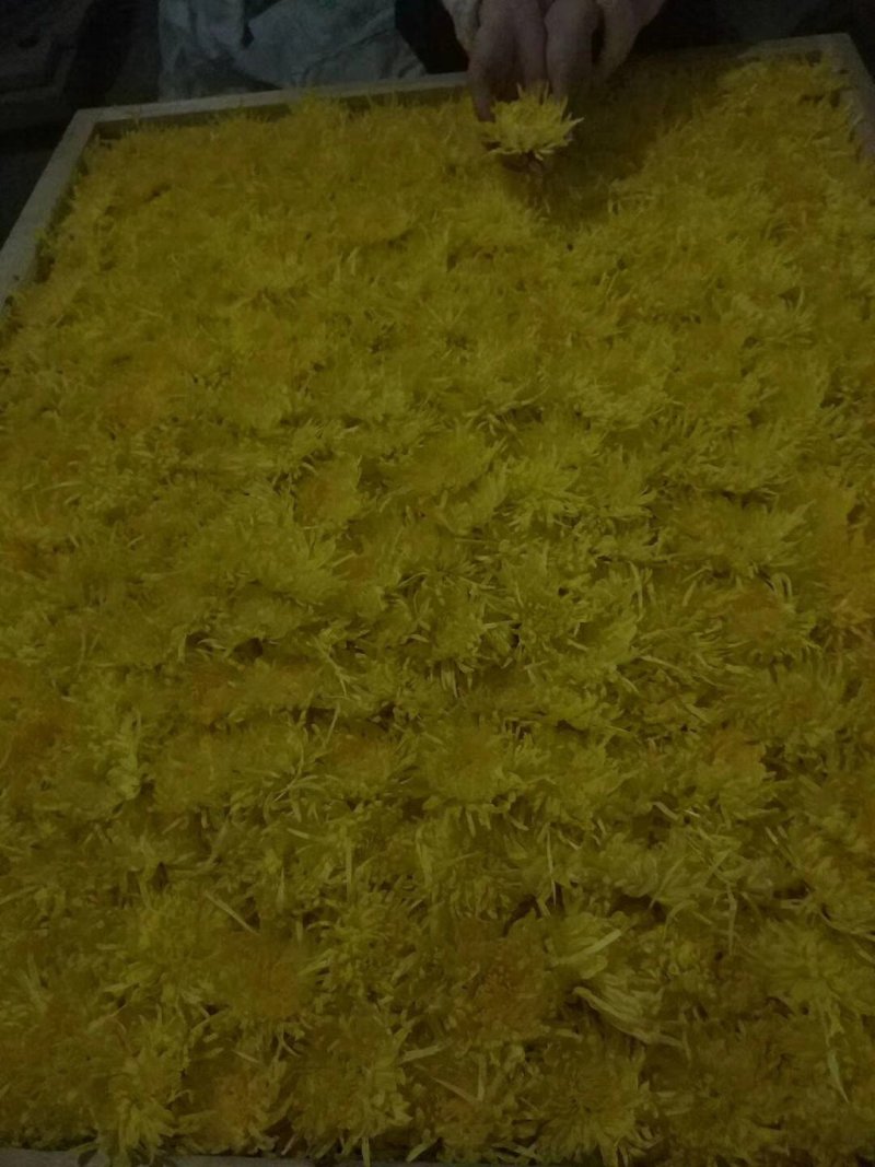 自家种植金丝皇菊