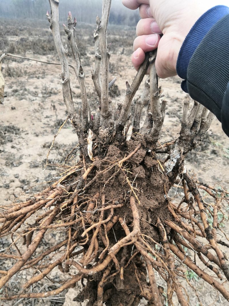 精品牡丹，6到8个枝条，基地直销，欢迎选购！！