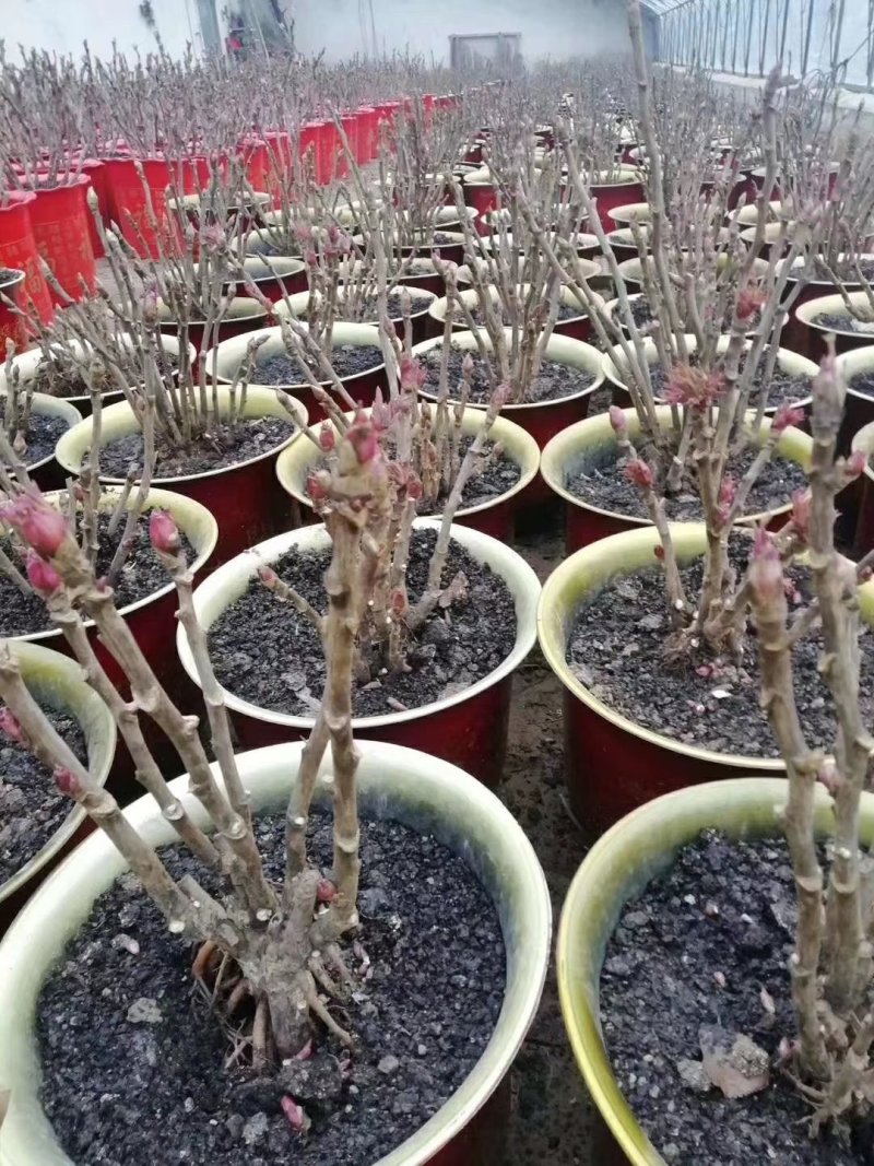 牡丹树，基地直销，一手货源量大从优！