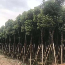 樟树，香樟小苗，8-15-18-25公分