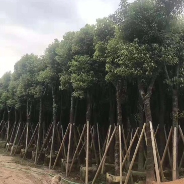 樟树，香樟小苗，8-15-18-25公分